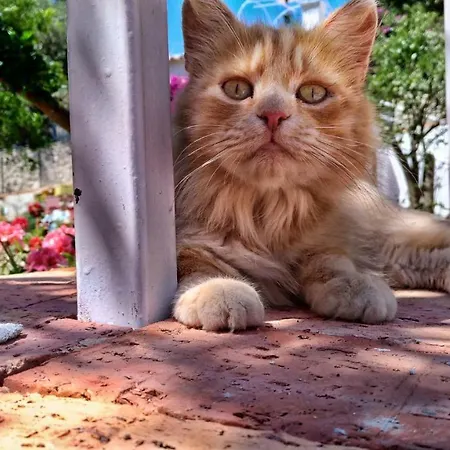 Don Raffae * كابري