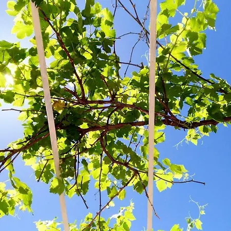 Don Raffae 招待所 *