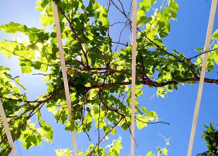 Don Raffae 招待所 *